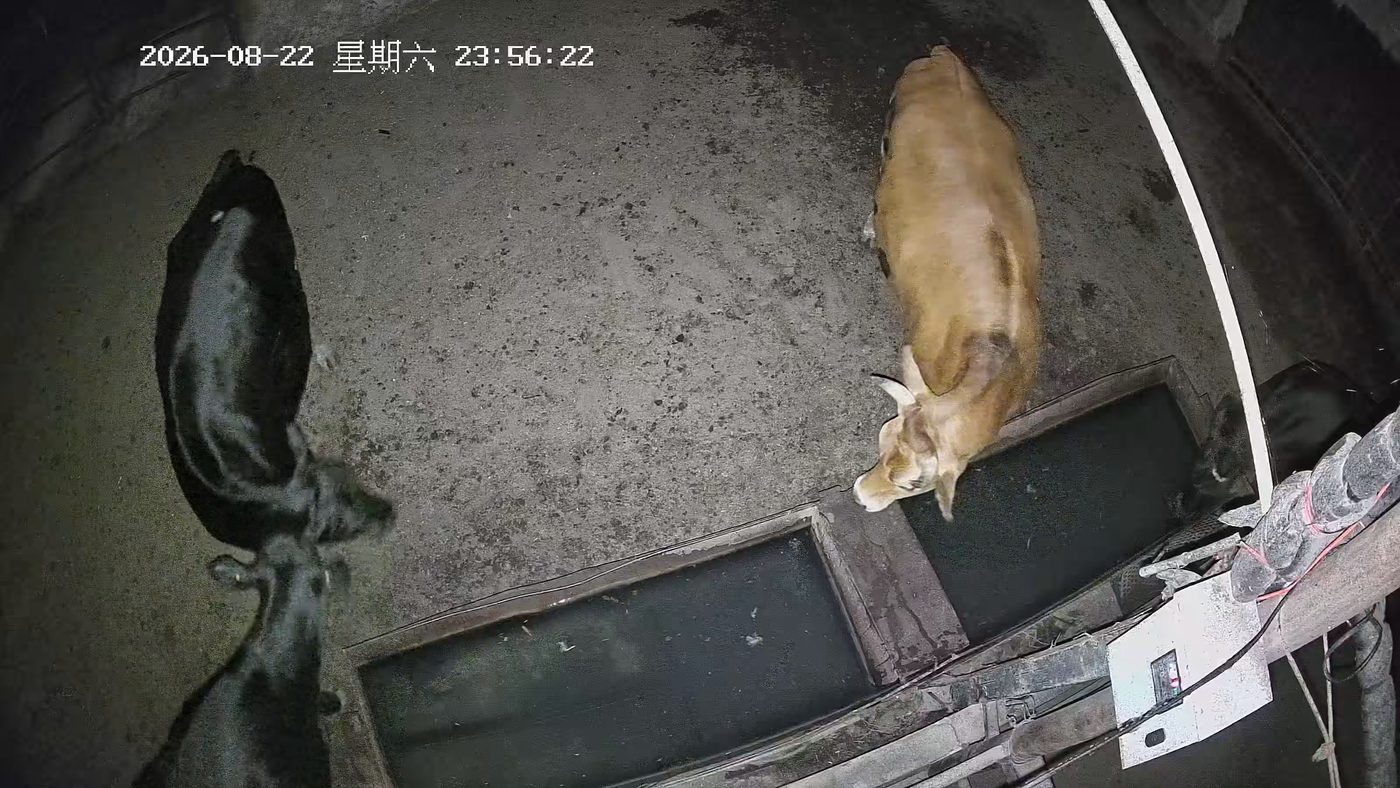 牛舍通道监控画面