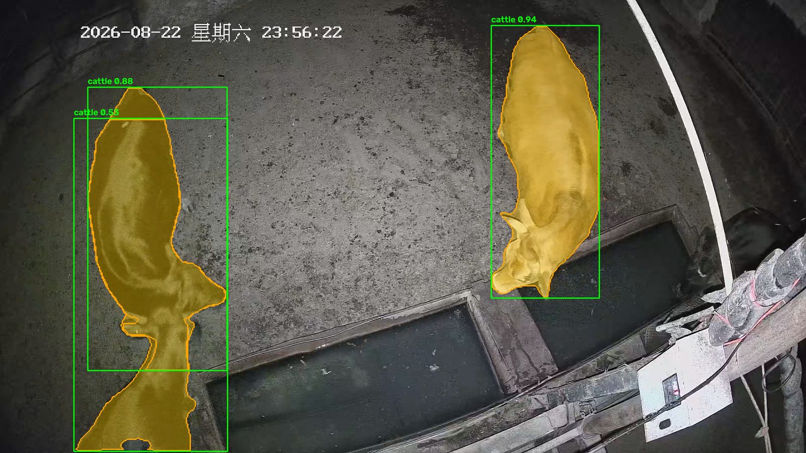 牧场实拍:三头牛同时入镜,系统为每头牛单独框出检测框并叠加分割掩码
