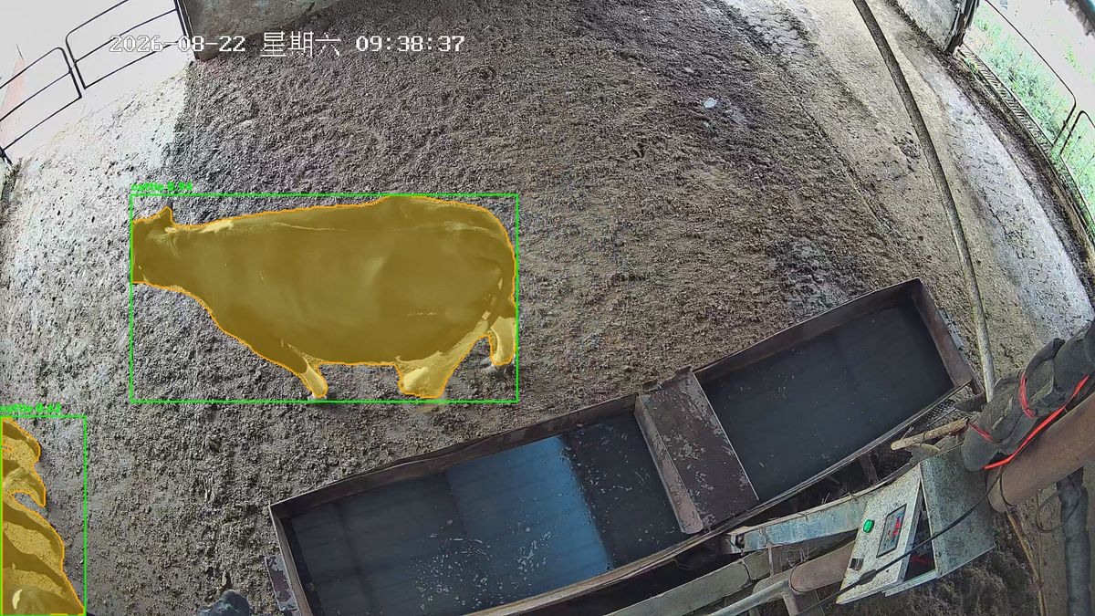 傍晚低光环境实拍:系统仍完整分割出牛体掩码